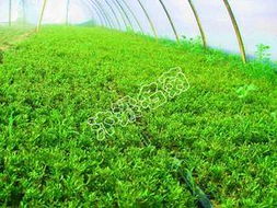 汴梁菊花园艺造型 五色草种苗的艺术与种植之道