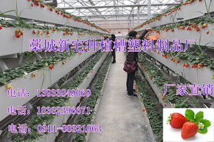 草莓立体种植槽 藁城立体种植槽厂的创新园艺利器