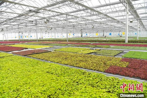 重庆智慧种苗工厂早春育苗忙 现代园艺产品种植掀热潮