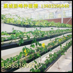 立体种植新风尚 草莓槽开启高效园艺之旅