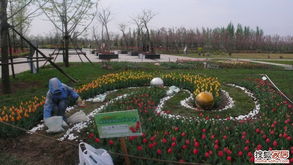 郁金香花园种植记 深入花草园艺与产品种植的奇妙之旅