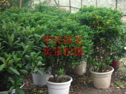 绿化天使 广汉华亮园艺种植场打造绿色生活新典范