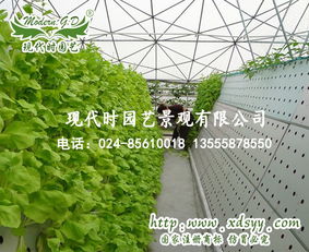 沈阳智慧农业新篇章 无土栽培与蔬菜水培的现代园艺实践