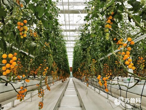 黑科技助力“寿光模式” 2000多品种与80多种模式驱动园艺种植行稳致远