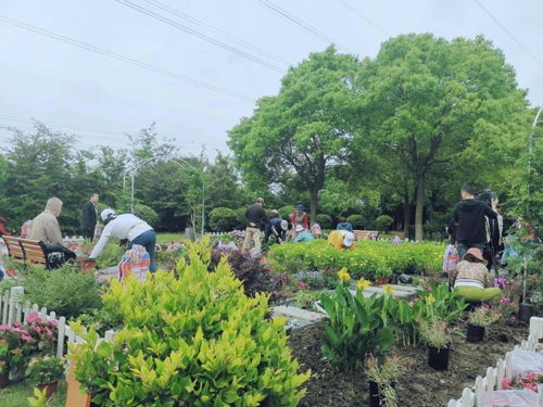 从菜地式种植到花园式管理 睦邻花园与社区园艺师擦出美丽火花