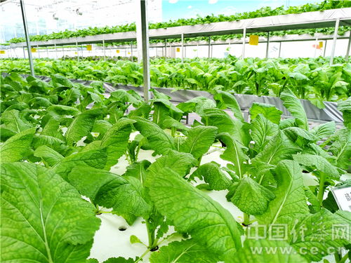 涪陵榨菜跨界融合 以园艺产品种植探索高质量发展新路径