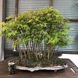 探秘樱花国 如何以性价比购入日本本土优质园艺产品