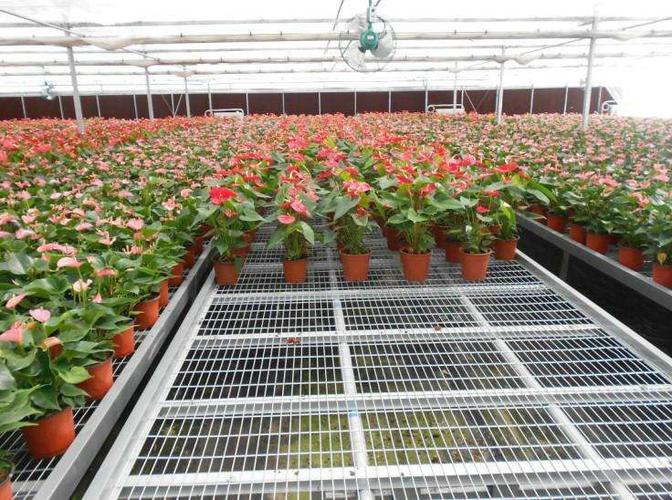 立体种植新范式 青州市启兴温室园艺工程的智能型玻璃温室与园艺产品种植