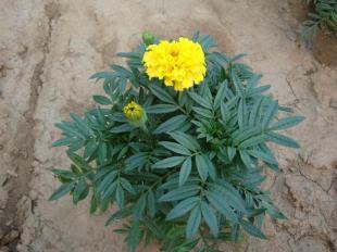 山东孔雀草[孔雀草价格]孔雀草种植基地--桂竹园艺_农副产品_世界工厂网中国产品信息库